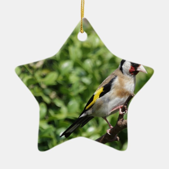 Ornamento De Cerâmica FInch (Frente)