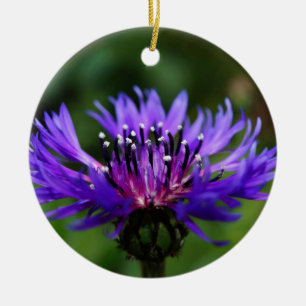 Ornamento De Cerâmica Flor de Centaurea Azul Florescem Paz Amor Destino