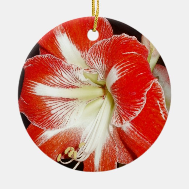 Ornamento De Cerâmica Flores da Fé 2 Corinthians Amaryllis Ornament (Frente)