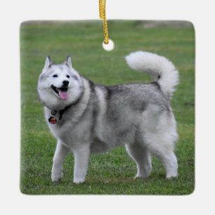 Ornamento De Cerâmica Fluffy Alaskan Malamute Dog
