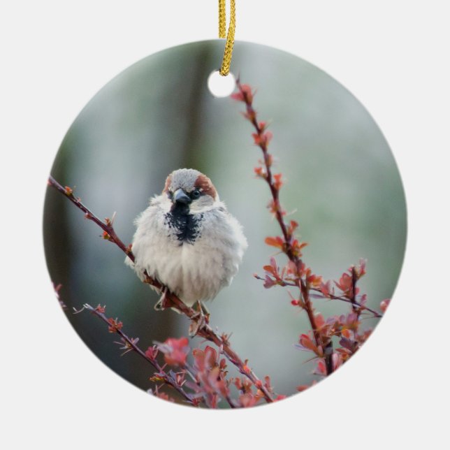 Ornamento De Cerâmica Fluffy Grump (Frente)