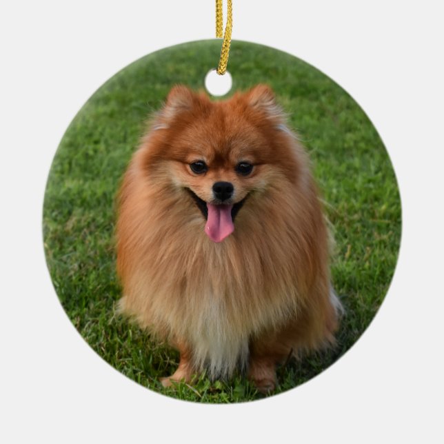 Ornamento De Cerâmica Fluffy Pomeranian Puppy Dog (Frente)