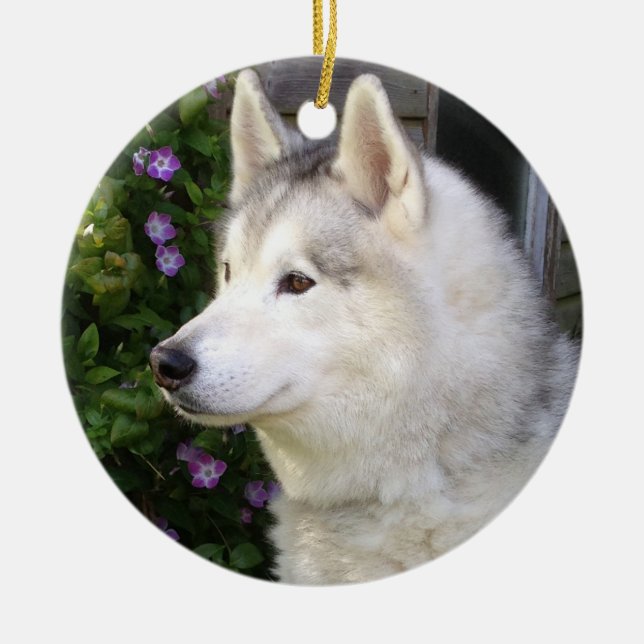 Ornamento De Cerâmica Fluffy Siberian Husky Puppy Dog (Frente)