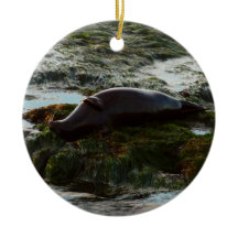 Foca do Porto Iluminada pelo Pôr do Sol II em San