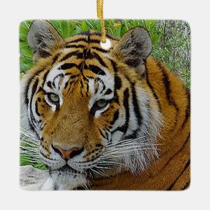 Ornamento De Cerâmica Foto aproximada do rosto de um tigre siberiano