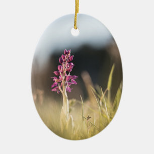 Ornamento De Cerâmica Foto da Natureza da Orquídea Selvagem