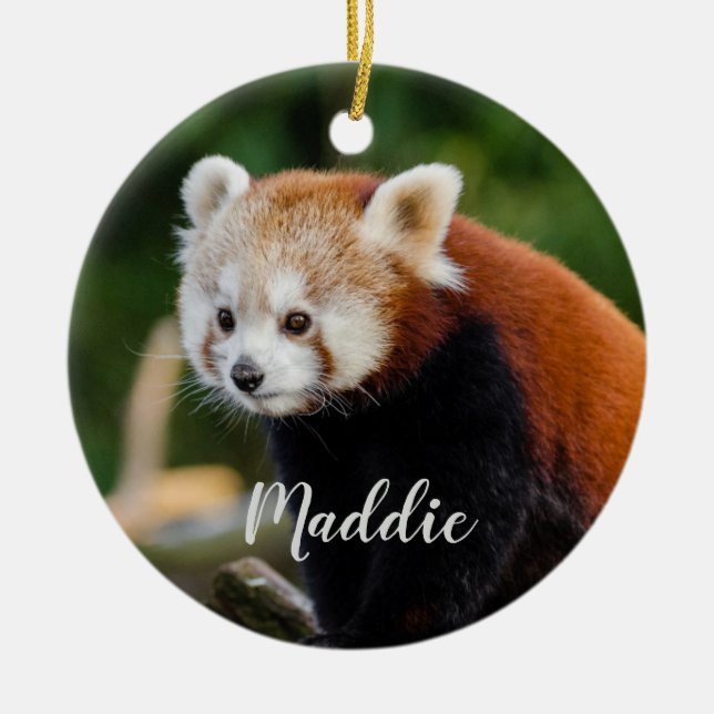 Ornamento De Cerâmica Foto de Fogo de Panda Vermelha e Bonita Personaliz (Frente)