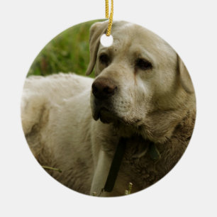 Ornamento De Cerâmica Foto de Labrador