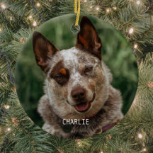 Foto de Natal de Pet Cachorro