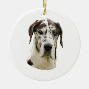 Ornamento De Cerâmica Foto do retrato de Halequin great dane