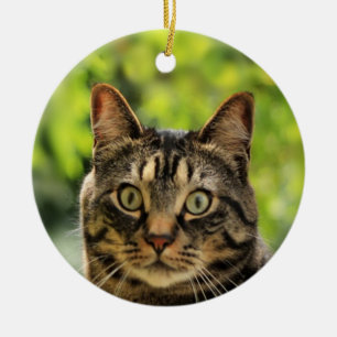 Ornamento De Cerâmica Foto personalizada de gato marrom tabby