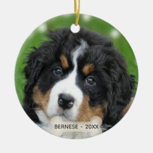 Ornamento De Cerâmica Foto personalizada do cão de montanha de Berna