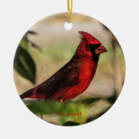 Fotografia cardinal de ave vermelha masculina