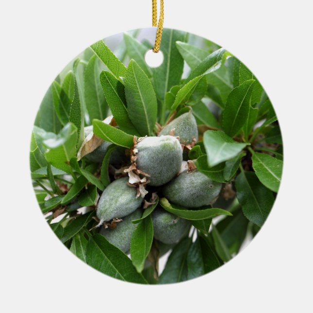 Ornamento De Cerâmica Frutas verdes de uma árvore de amêndoa (Frente)