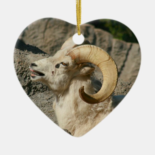 Ornamento De Cerâmica Funny Laughing Bighorn Sheep (Frente)
