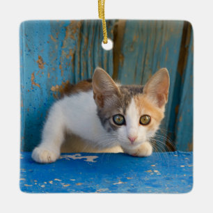 Ornamento De Cerâmica Gatinho Calico Bonito Gatinho Engraçado Foto Curio