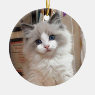 Ornamento De Cerâmica Gatinho Cutie de Ragdoll