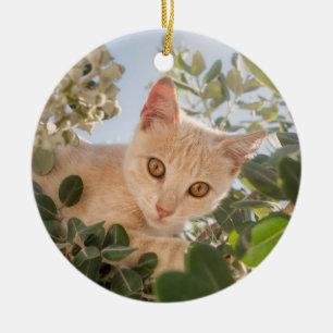 Ornamento De Cerâmica Gatinho Gato-Gato-Gato-Gato-Gato escalado numa árv