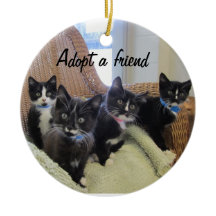 Gatinhos pretos & brancos