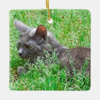 Gato cinzento de Tortie