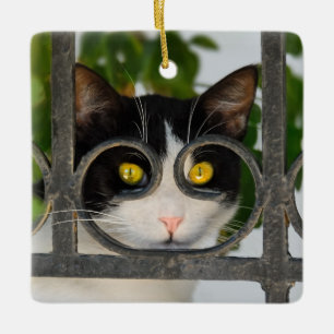 Ornamento De Cerâmica Gato curioso com imagens de óculos