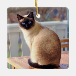 Ornamento De Cerâmica Gato siamês lindo com olhos azuis