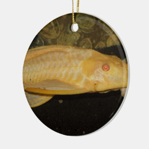 Ornamento De Cerâmica Gibbiceps