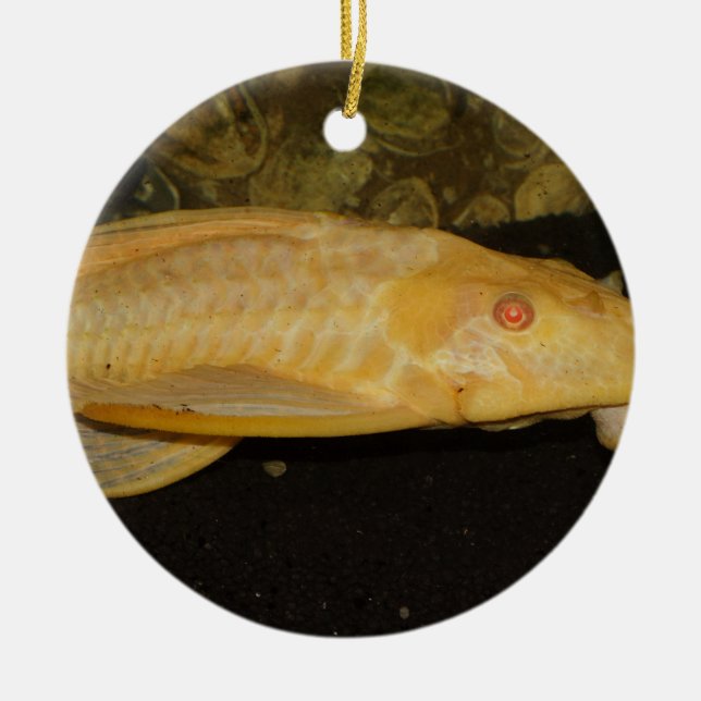 Ornamento De Cerâmica Gibbiceps (Frente)
