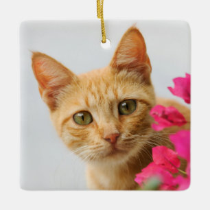 Ornamento De Cerâmica Ginger Cat Kitten está assistindo fotos -