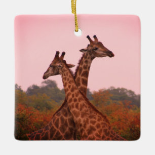 Ornamento De Cerâmica Girafas com céu rosa