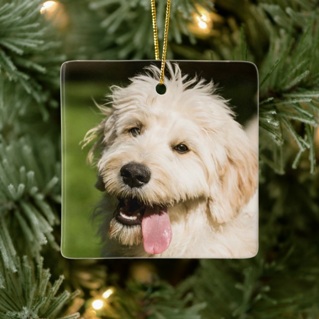 Ornamento De Cerâmica Goldendoodle Puppy (Árvore)