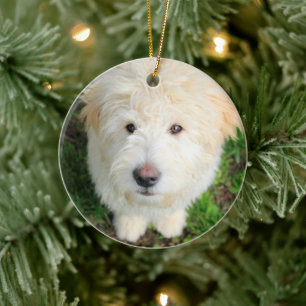 Ornamento De Cerâmica Goldendoodle Puppy Olhando Para A Câmera