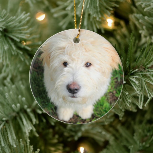 Ornamento De Cerâmica Goldendoodle Puppy Olhando Para A Câmera (Árvore)