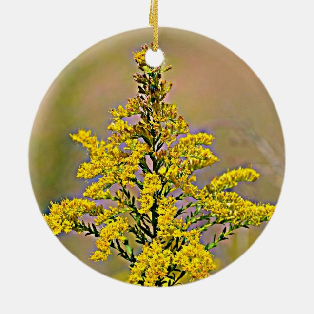 Ornamento De Cerâmica Goldenrod de Nebraska (Traseira)