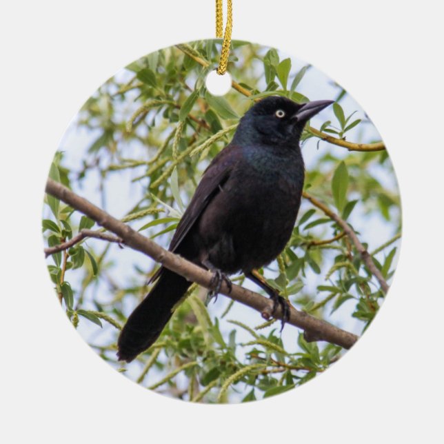 Ornamento De Cerâmica Grackle comum (Frente)