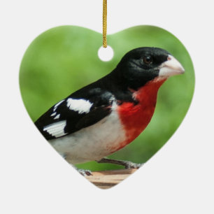 Ornamento De Cerâmica Grosbeak de peito rosa