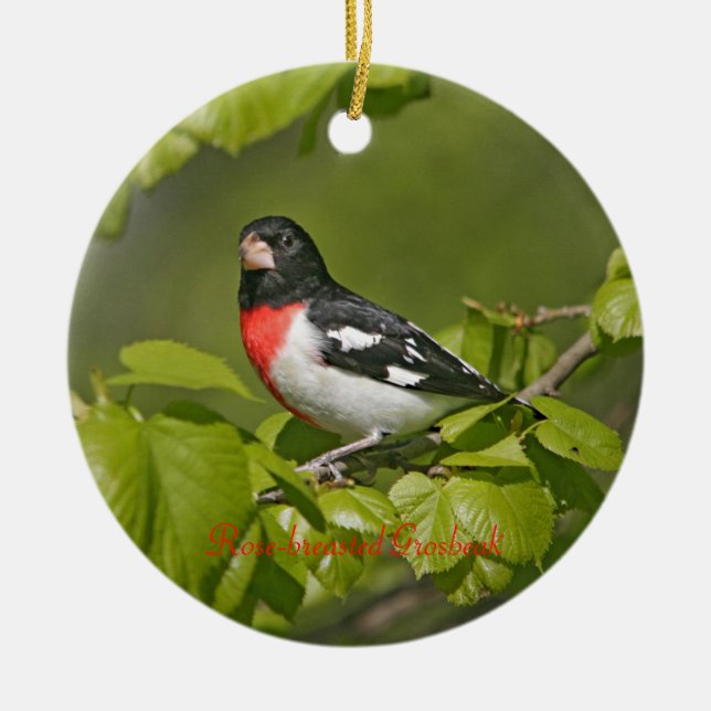 Ornamento De Cerâmica Grosbeak, de peito rosa, redonda de fotografia (Frente)