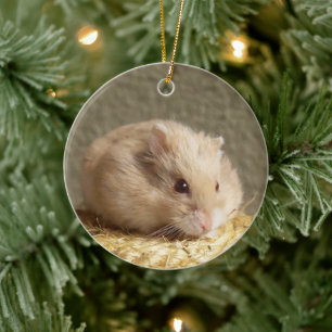 Ornamento De Cerâmica Hamster-anão-russo de Campbell