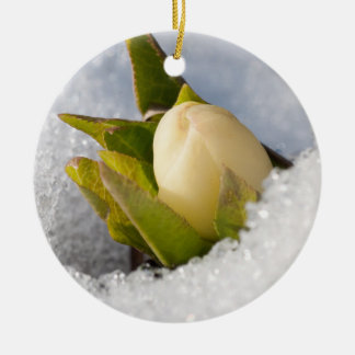 Ornamento De Cerâmica Hellebore crescendo através da neve,