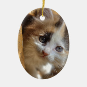 Ornamento De Cerâmica Heterochromia Calico Kitten