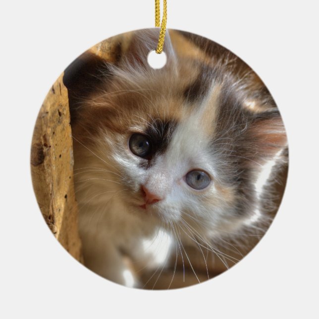 Ornamento De Cerâmica Heterochromia Calico Kitten (Frente)