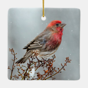 Ornamento De Cerâmica House Finch in Snow - Foto original