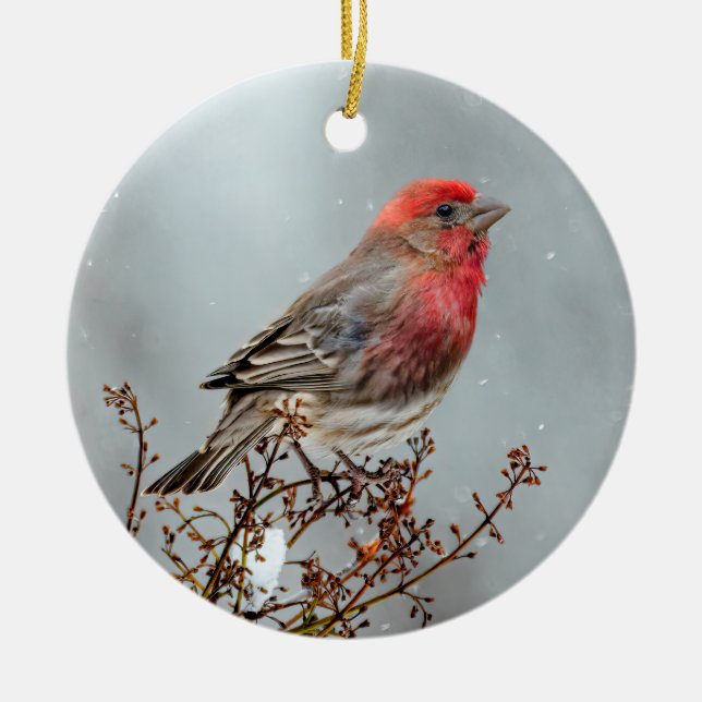 Ornamento De Cerâmica House Finch in Snow - Foto original (Frente)
