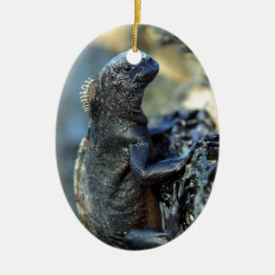 Ornamento De Cerâmica Ilhas Galápagos da iguana marinha do bebê