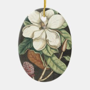 Ornamento De Cerâmica Ilustração Botânica da Magnólia Vintage de Catesby