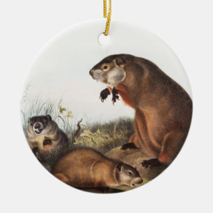 Ornamento De Cerâmica Ilustração Woodchuck (Arctomys monax)