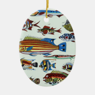 Ornamento De Cerâmica Impressão de História Natural de Peixes Exóticos C