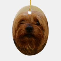 Jake O Yorkie Terrier