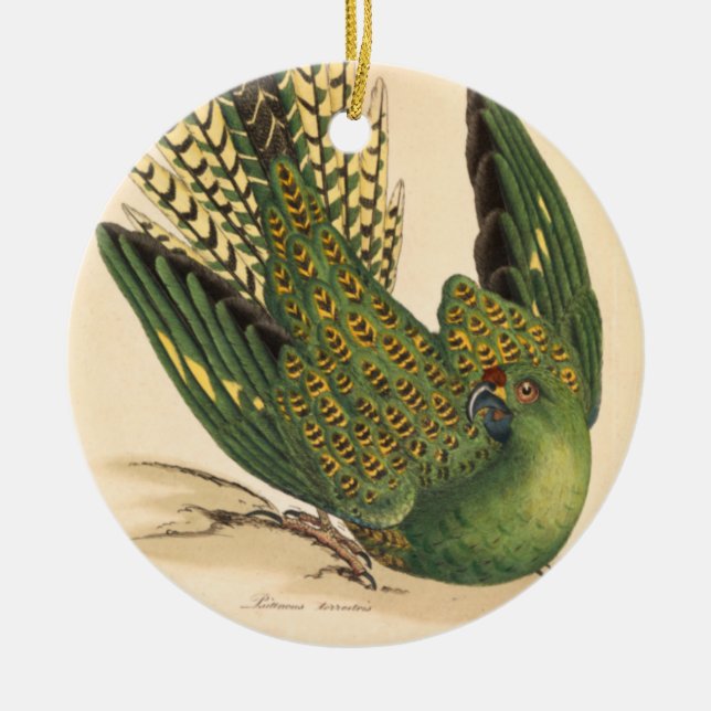 Ornamento De Cerâmica James Sowerby Ground Parrot, Psittacus terrestris (Frente)
