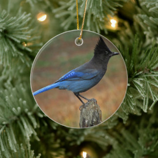Ornamento De Cerâmica Jay de Steller (Cyanocitta stelleri)